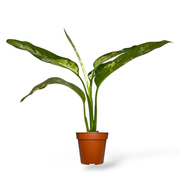 diffenbahiya ellou star e1742830586268