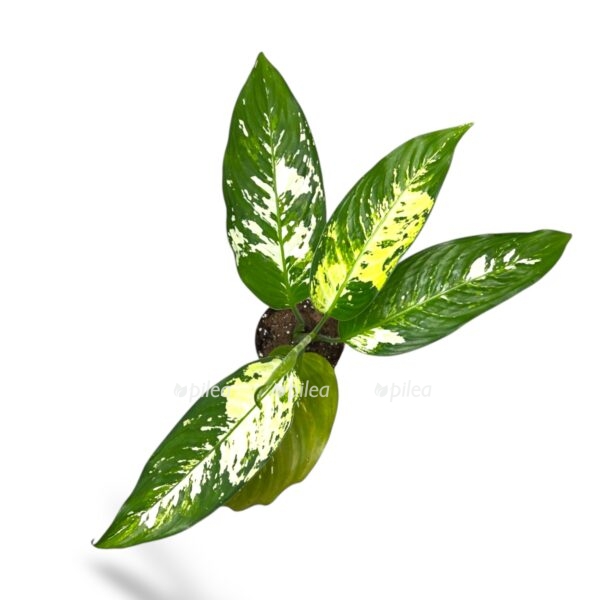 diffenbahiya ellou star e1742830596493