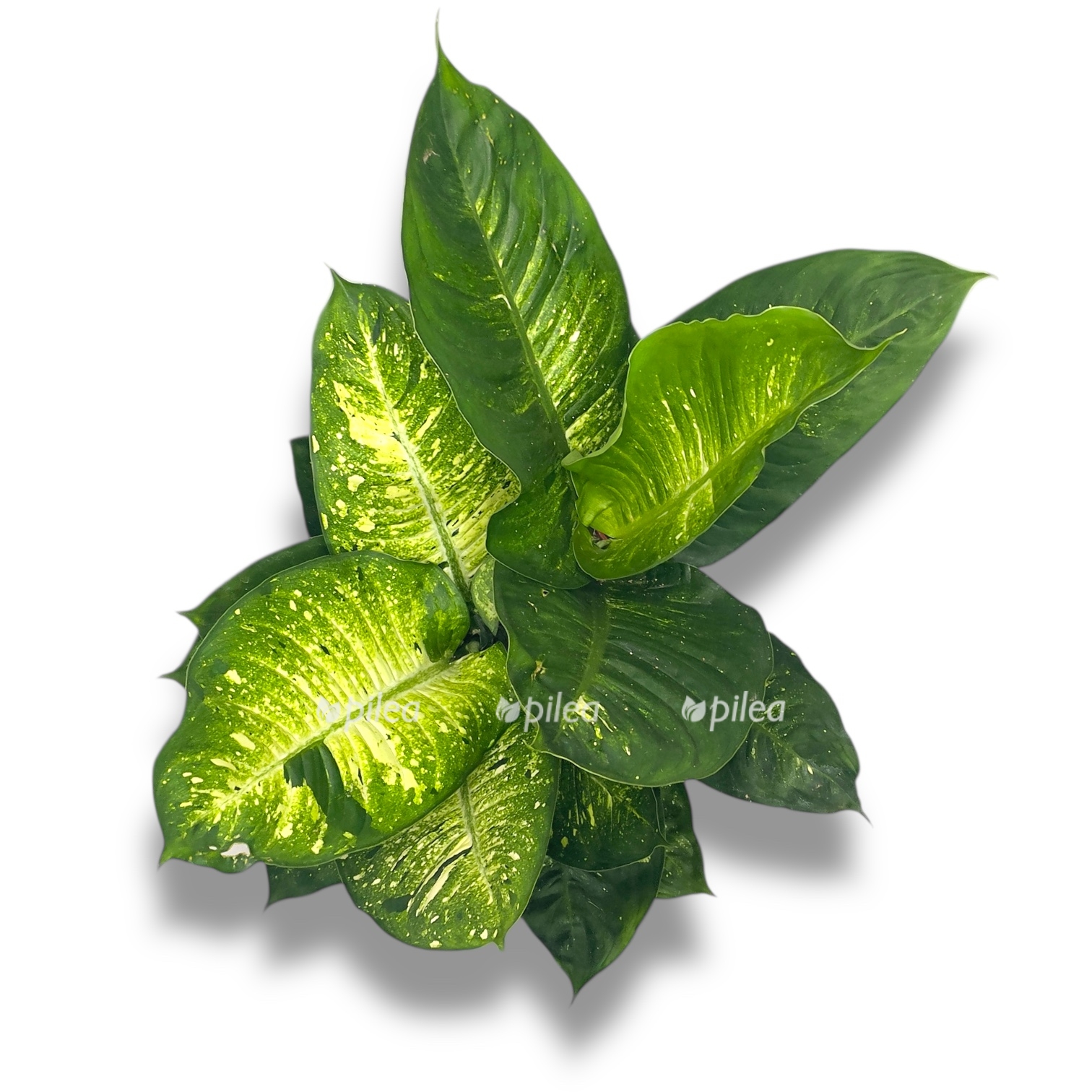 diffenbahiya living fentezi