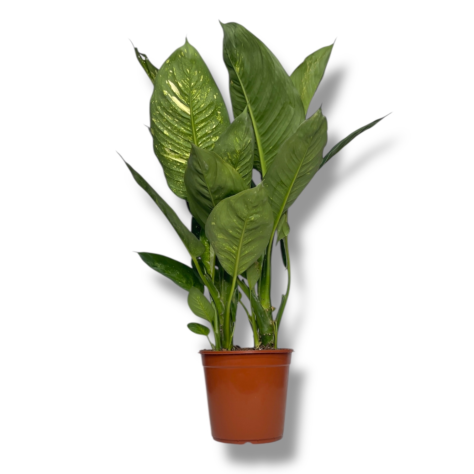 diffenbahiya living fentezi