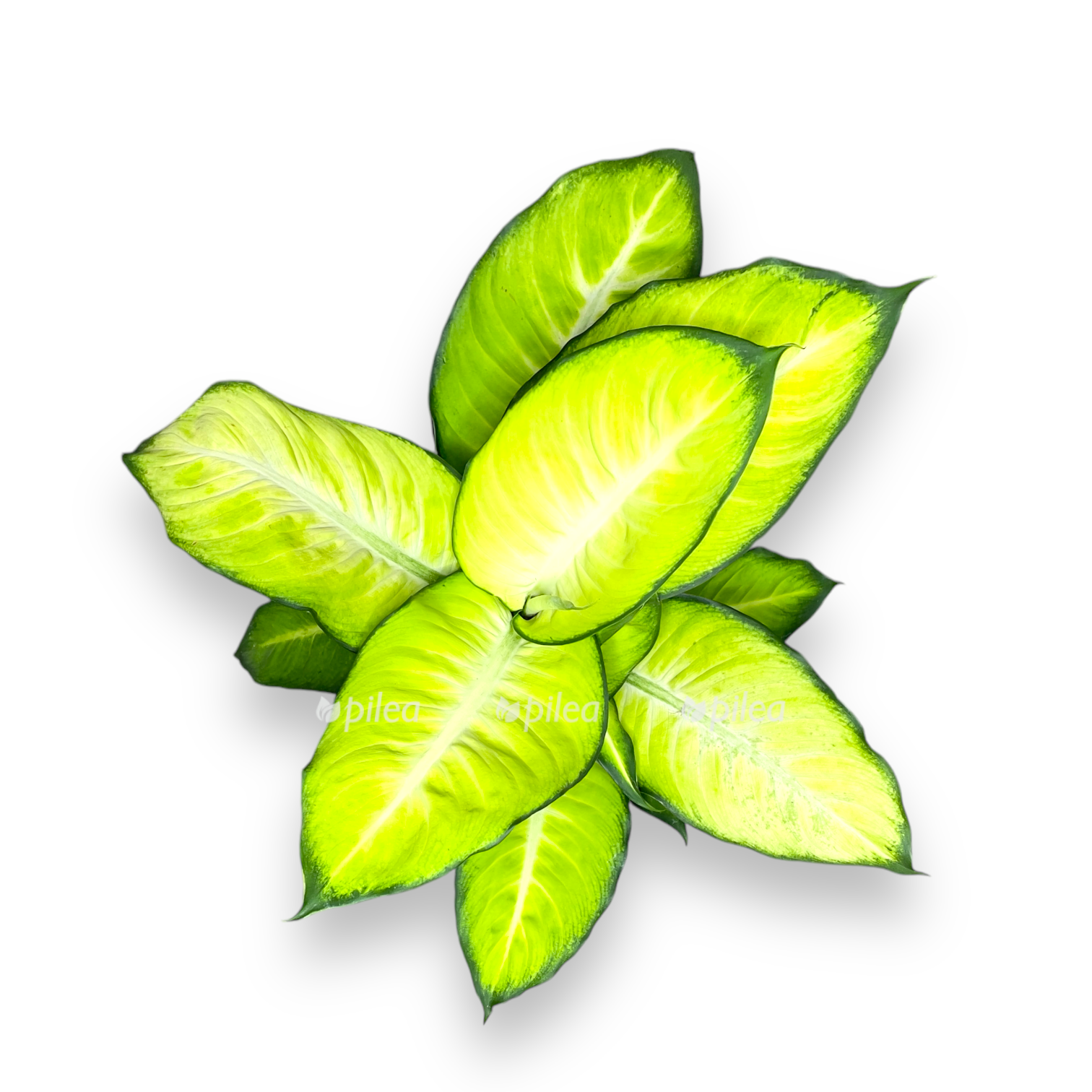 diffenbahiya sammer stajl 70 sm