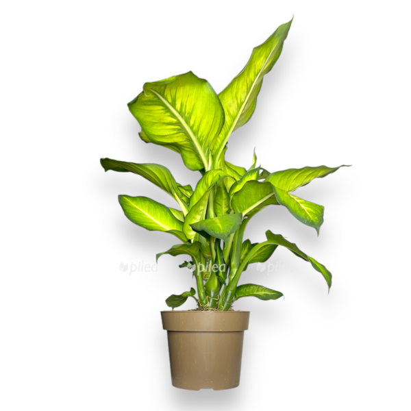 diffenbahiya sammer stajl e1737947859775