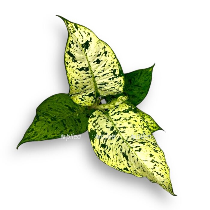 diffenbahiya snouflejk e1736694788265