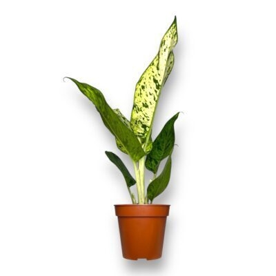 diffenbahiya snouflejk e1736694810918