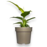 diffenbahiya tiki