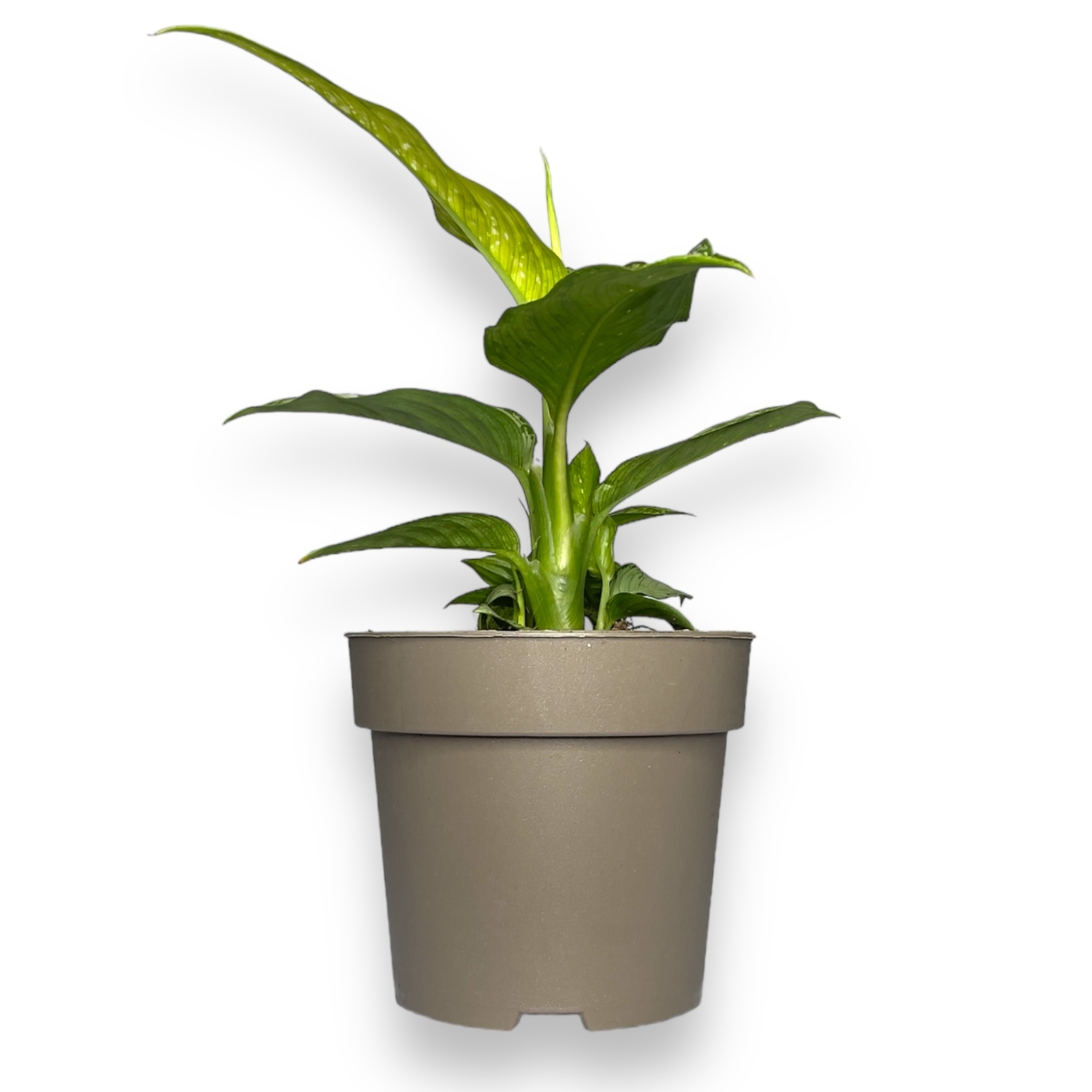 diffenbahiya-tiki.jpg diffenbahiya tiki