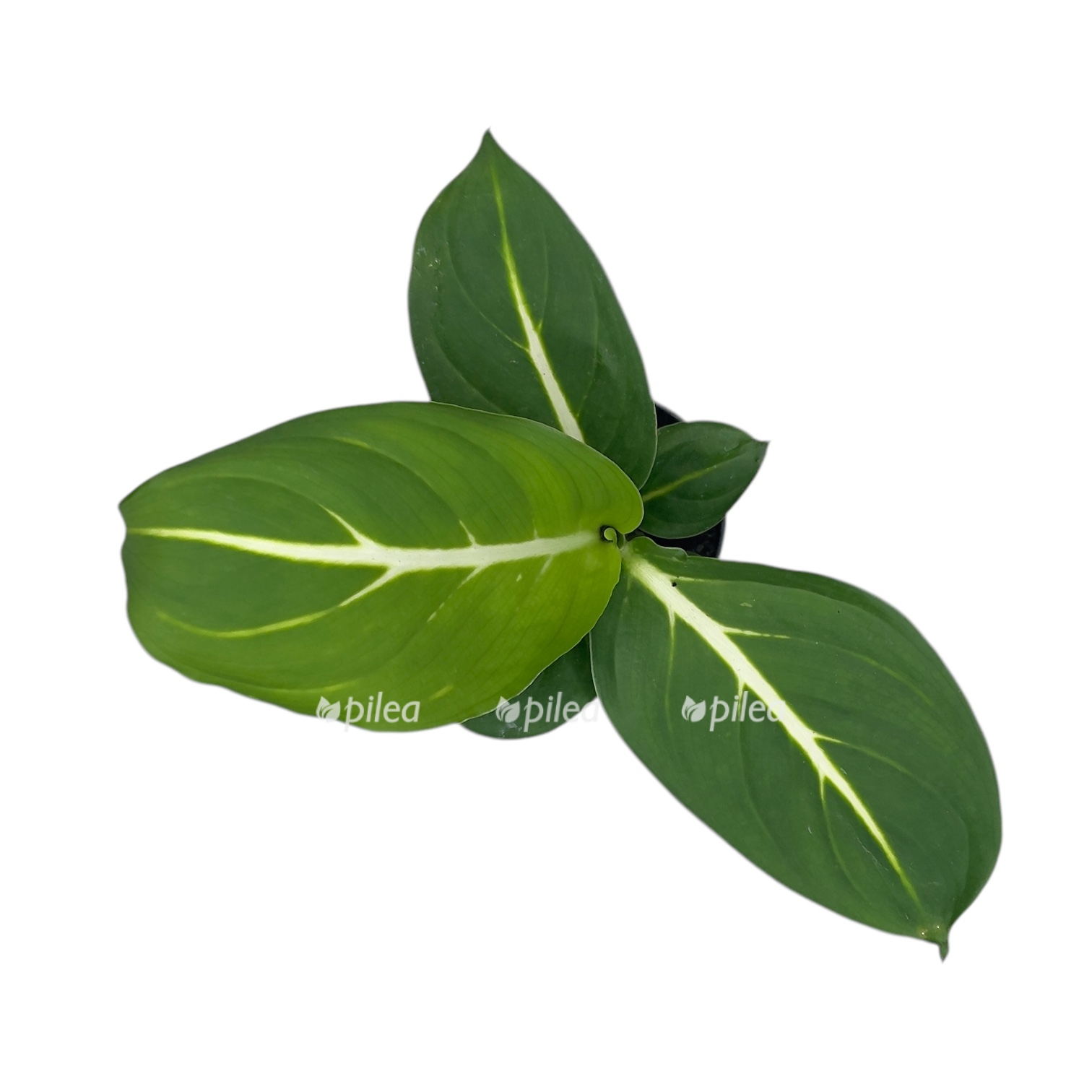 diffenbahiya tropik snou