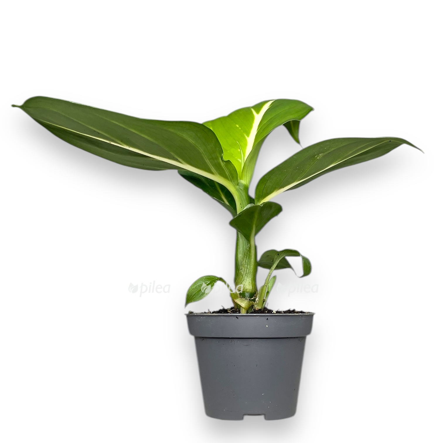 diffenbahiya tropik snou