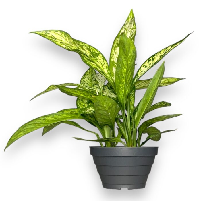 diffenbahiya vezuvij 1 e1709485682678