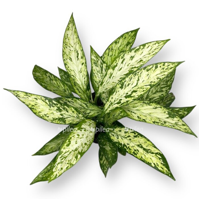 diffenbahiya vezuvij e1709485690622