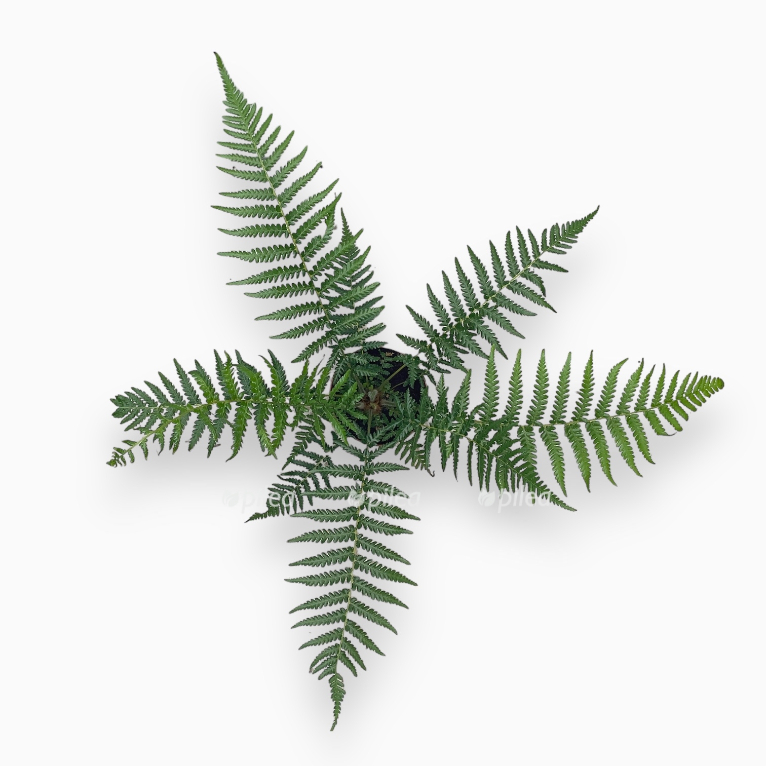 diksoniya antarkticheskaya 1