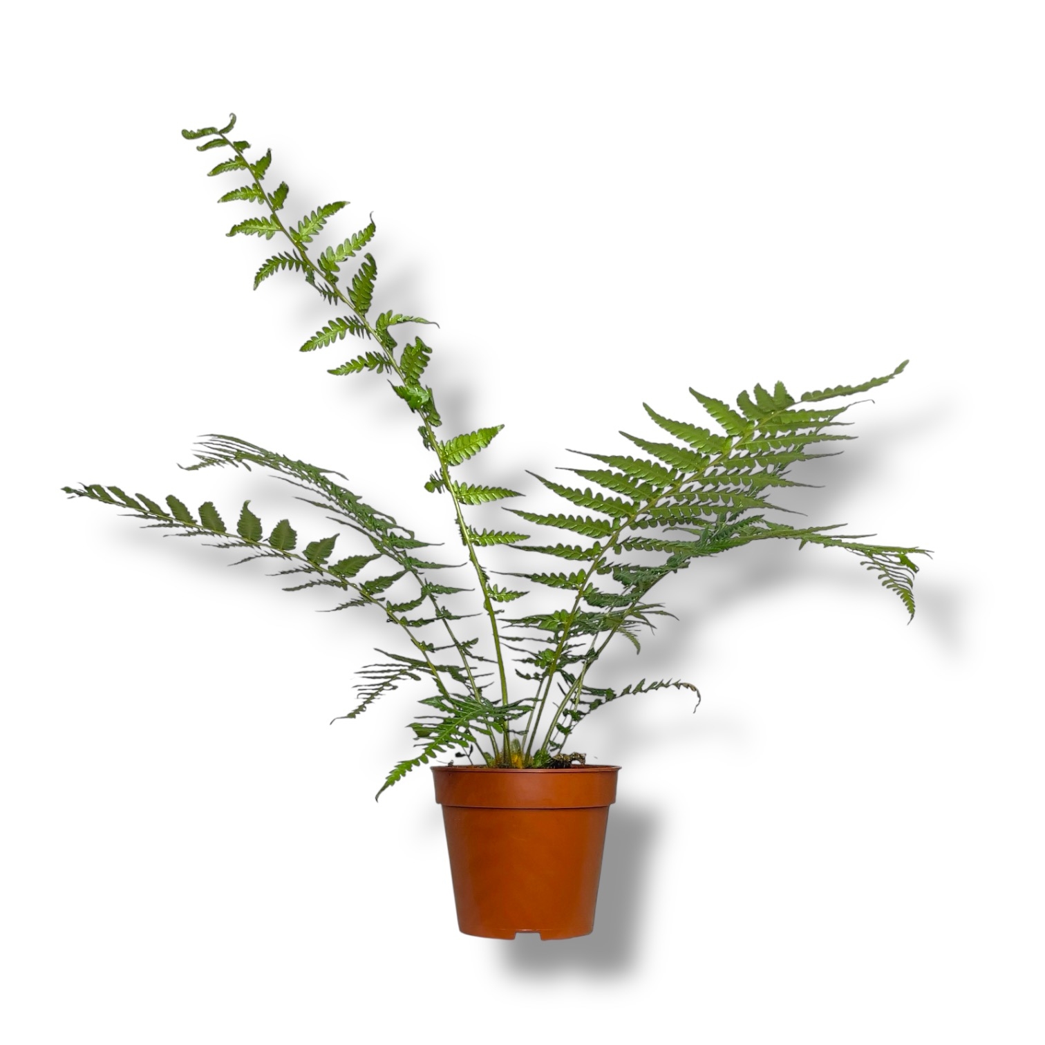 diksoniya antarkticheskaya