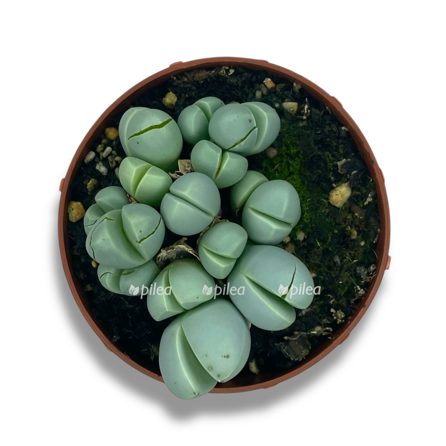 dinterantus puberulis