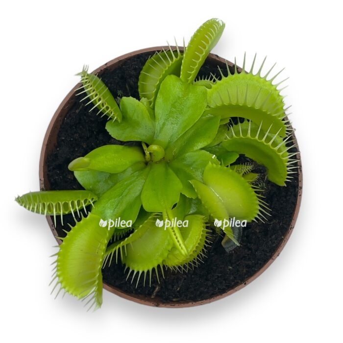 dioneya krok e1716918143270