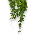 diskhidiya ovata melon