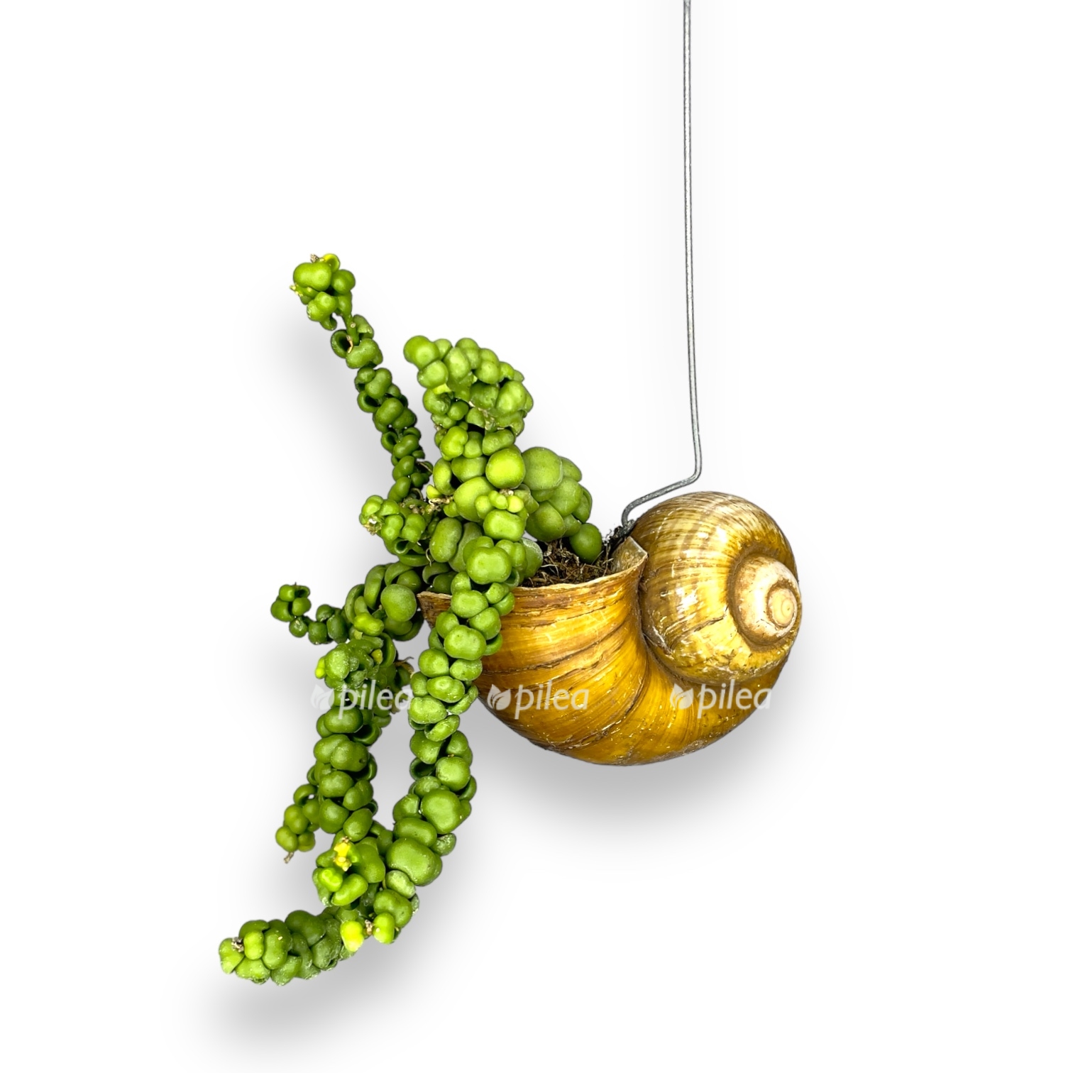 diskhidiya pangolin kisses v rakushke