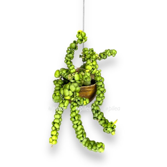 diskhidiya pangolin kisses v rakushke 2 e1706901677300