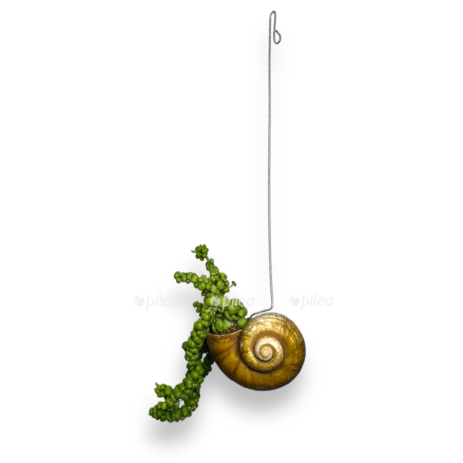 diskhidiya pangolin kisses v rakushke