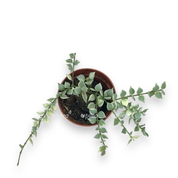 diskhidiya ruscifoliya million serdec 710 e1724653651436