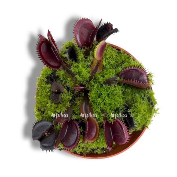 disneya red e1762755110862