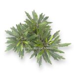 dizigoteka elegantissima