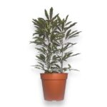 dizigoteka elegantissima e1727323353796