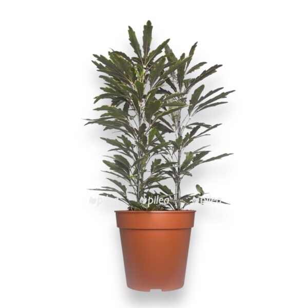 dizigoteka elegantissima e1727323353796