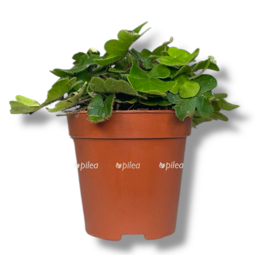 doriopteris kordata e1768802193927