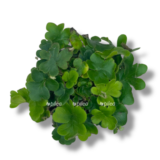 doriopteris kordata e1768802202434