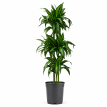 dracaena deremensis hawaiian sunshine