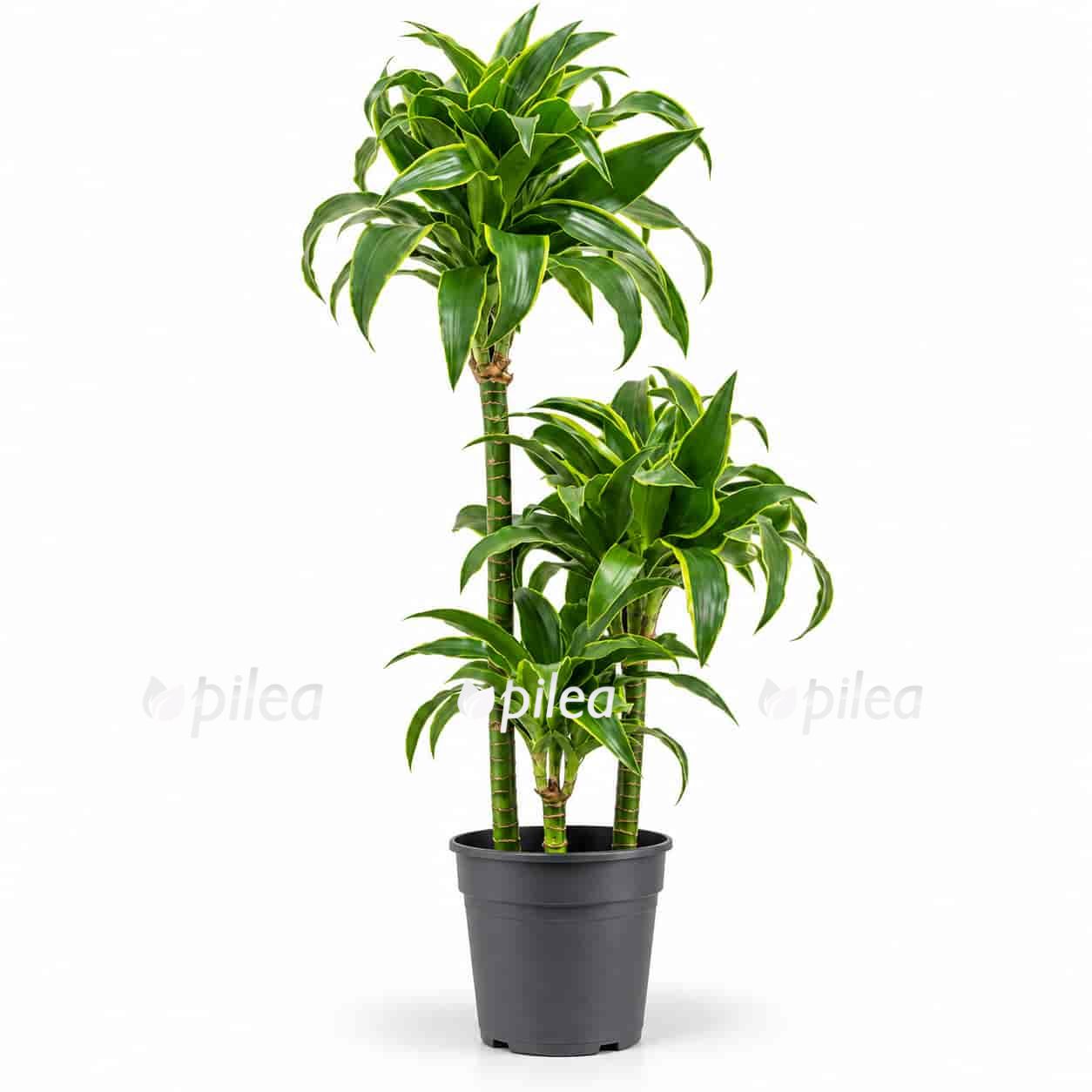 dracaena fragrans dorado 3 stvola