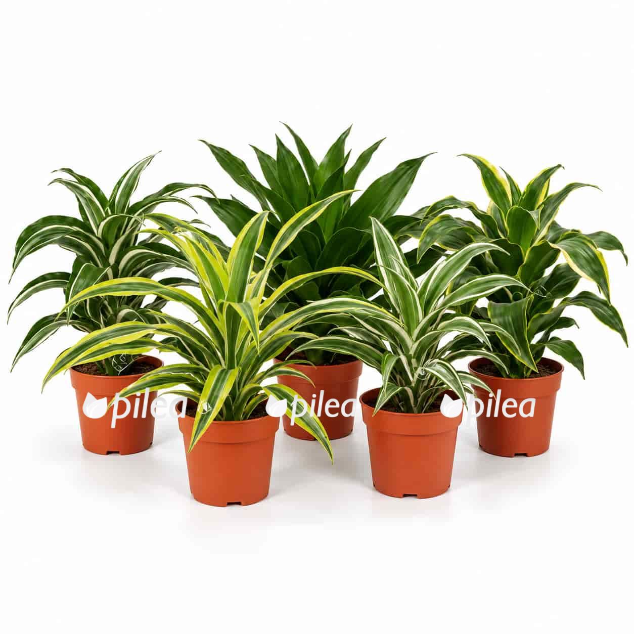 dracaena fragrans dragon