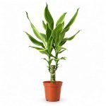 dracaena fragrans golden coast d12sm