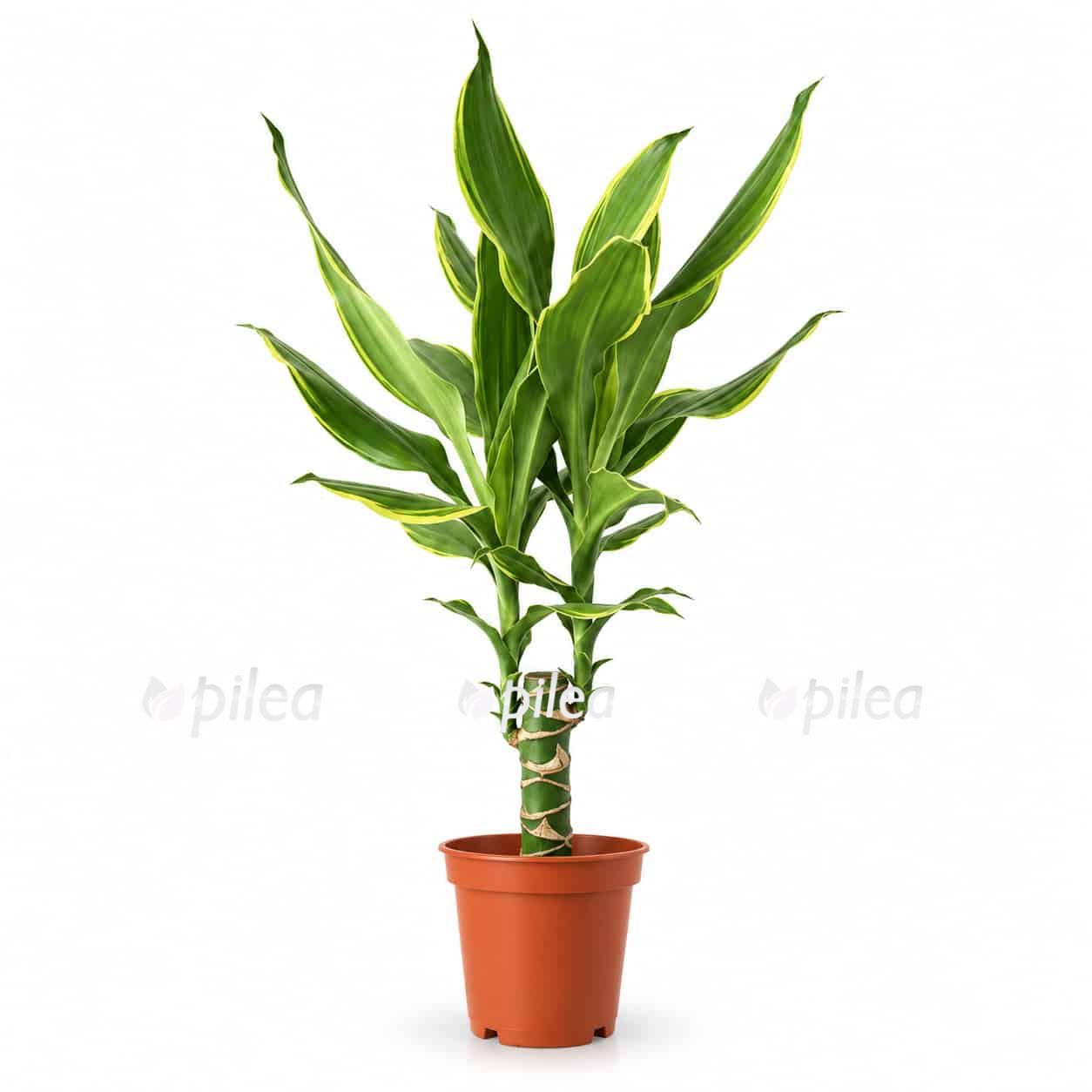 dracaena fragrans golden coast d12sm
