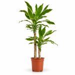 dracaena fragrans golden coast d17sm