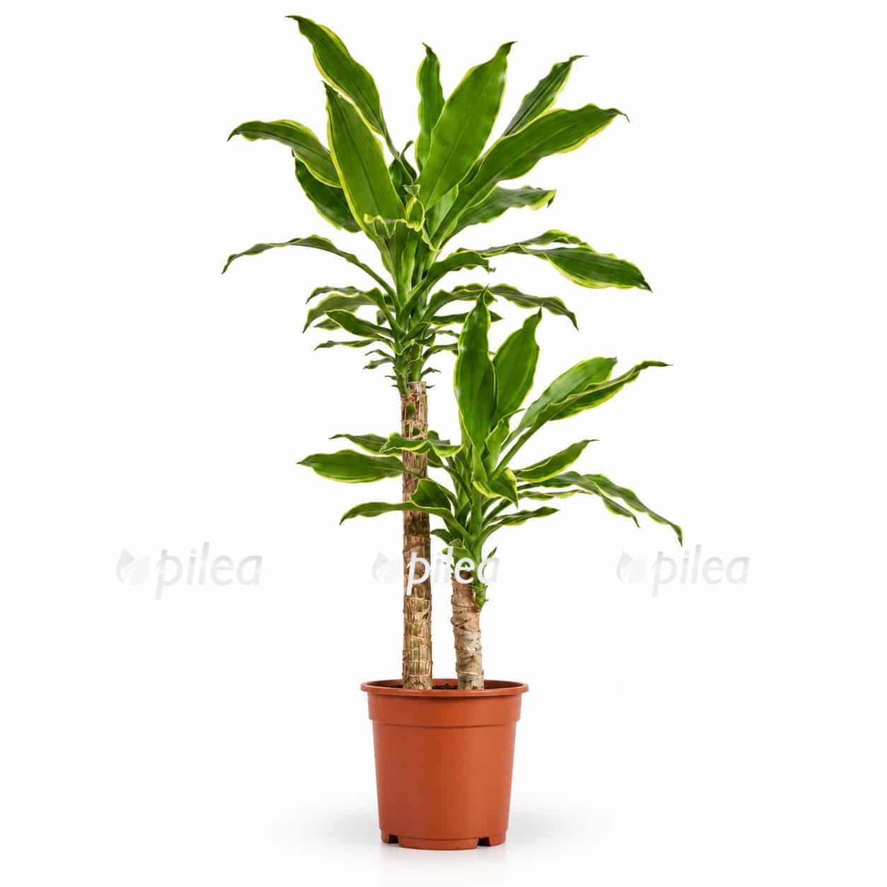 dracaena fragrans golden coast d17sm