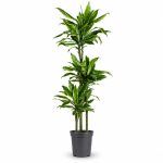 dracaena fragrans golden coast d21sm