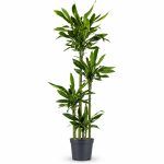 dracaena fragrans golden coast d27sm