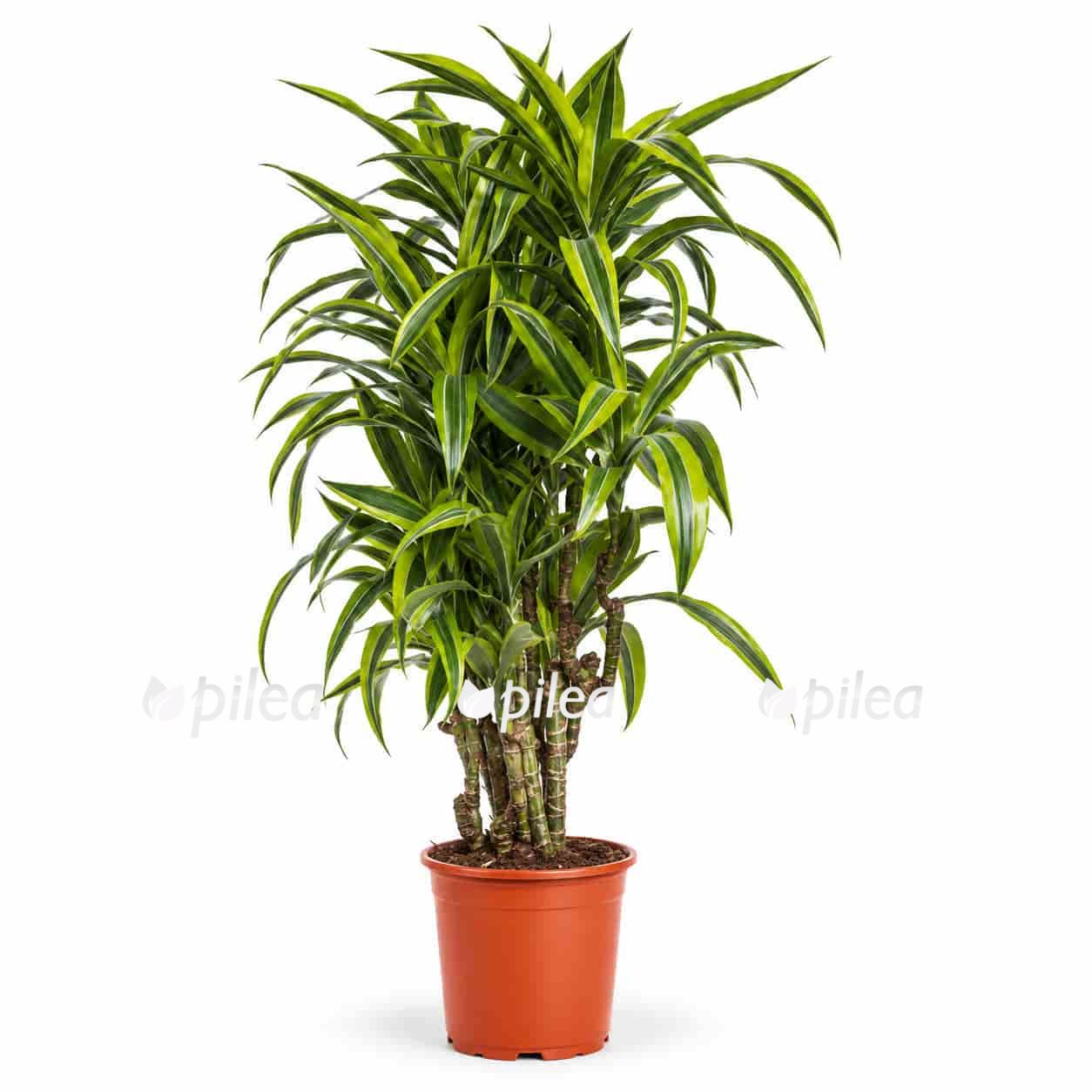 dracaena fragrans lemon brunch