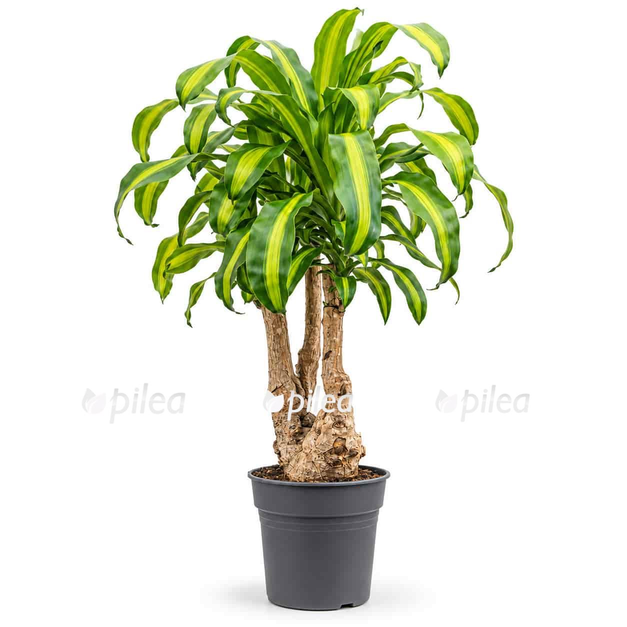 dracaena fragrans massangeana branch