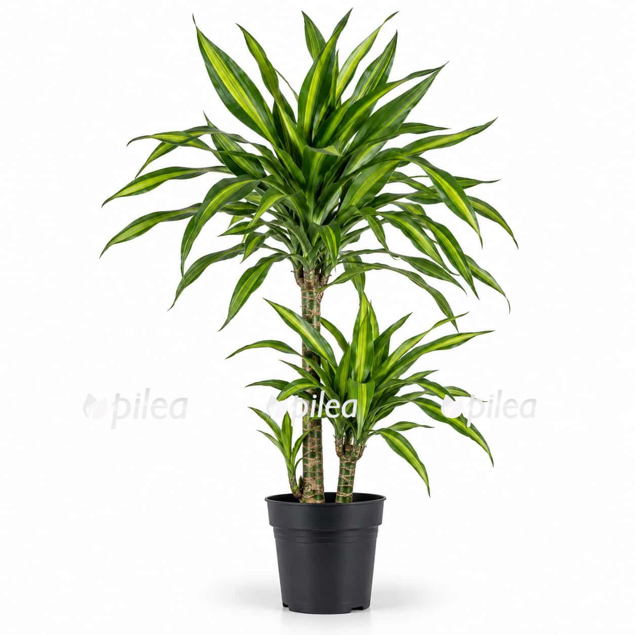 dracaena-fragrans-rikki dracaena fragrans rikki