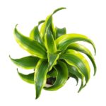 dracaena fragrans tornado leaves 2000x