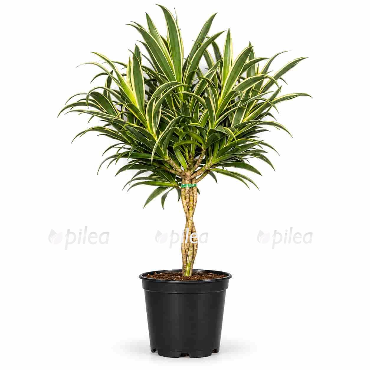 dracaena refleksa song of valentina