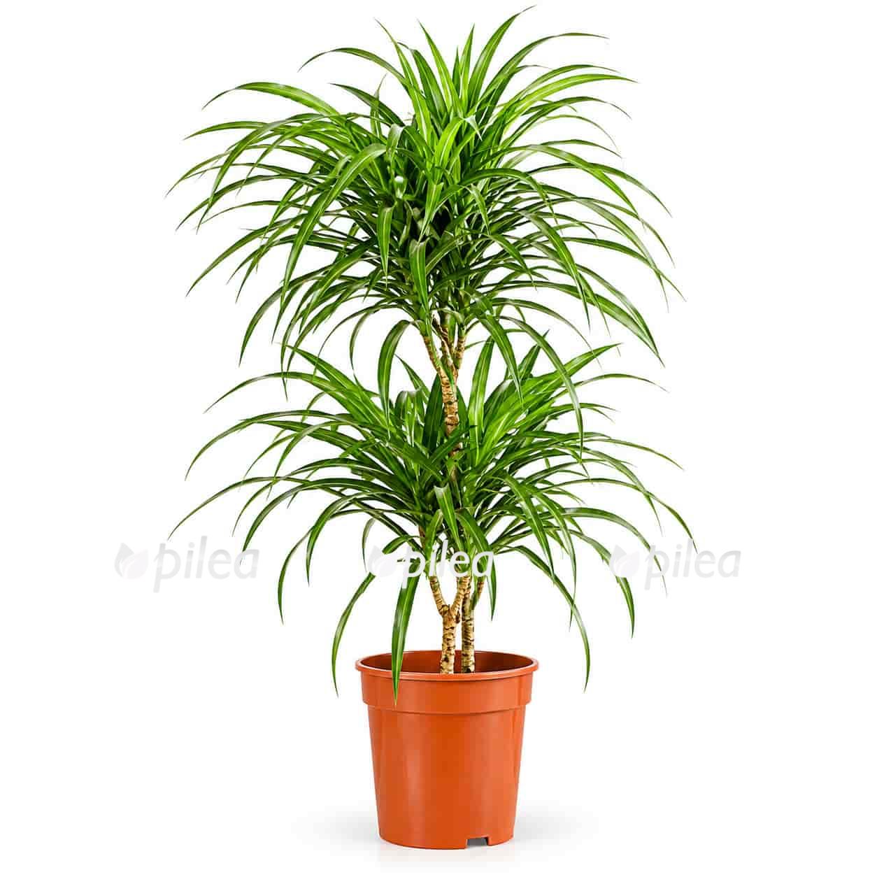 dracaena reflexa anita