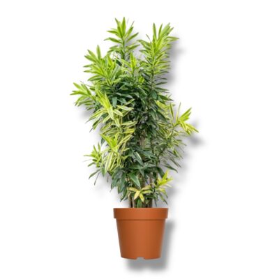 dracaena reflexa sri lanka