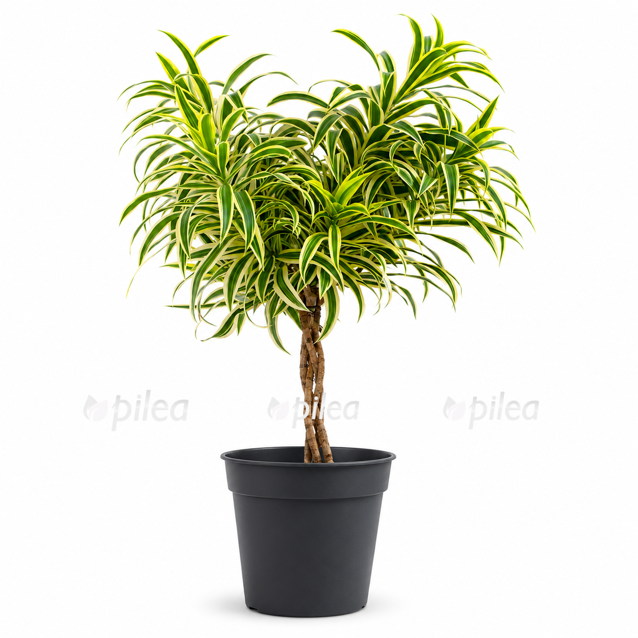 dracaena-song-of-india dracaena song of india