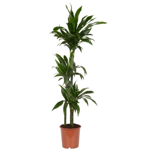 dracaena deremensis hawaiian sunshine e1650561720722