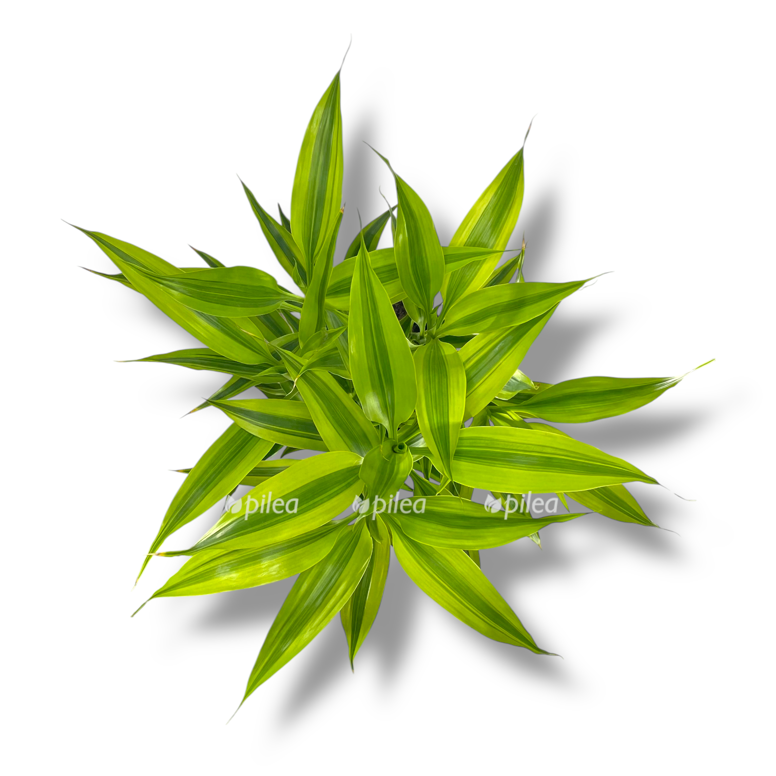 dracena candariana gold