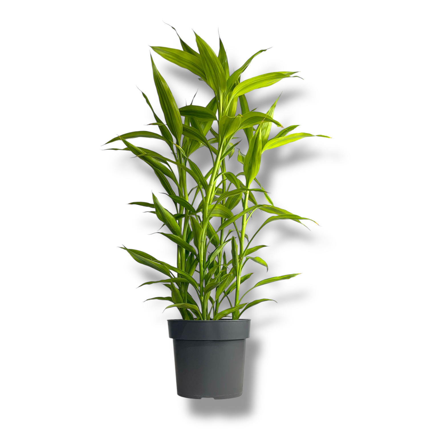 dracena candariana gold