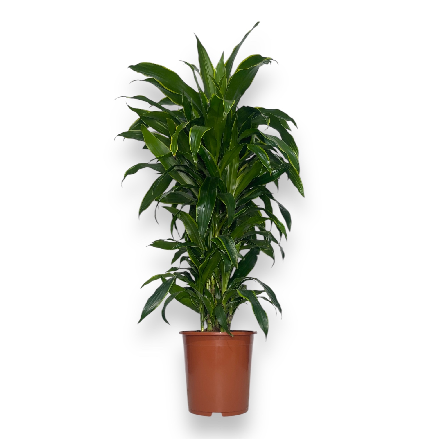 dracena fragrans arturo branch